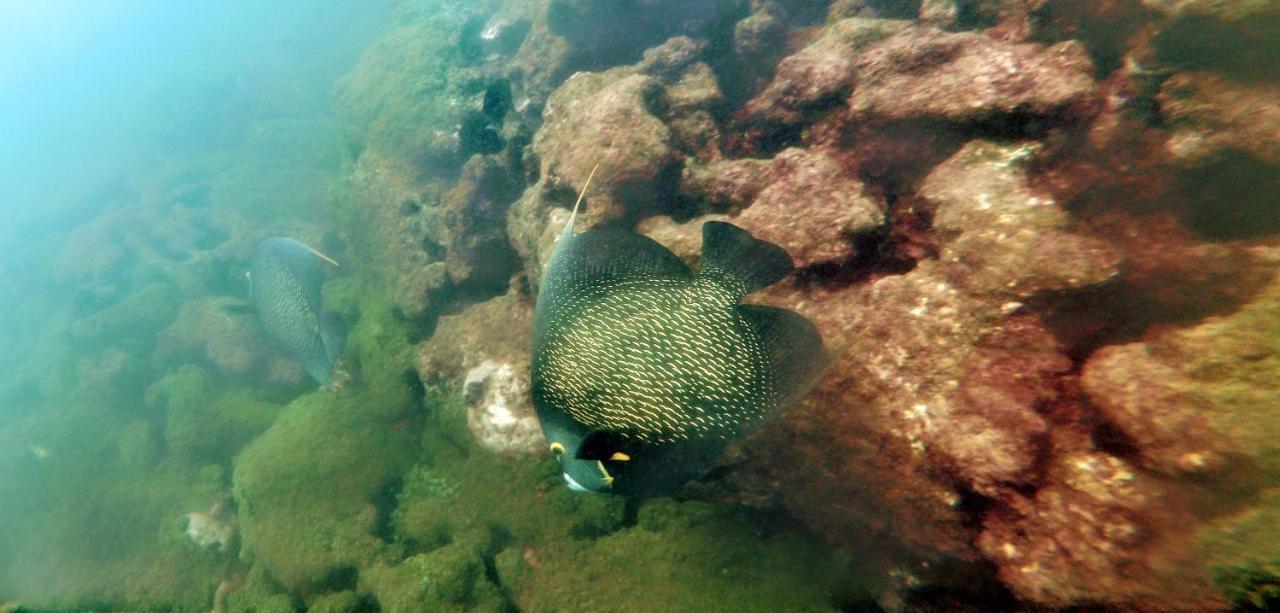 Paul'S Kitchenettes Da Praia & Nemo Dive, Centro De Mergulho Santa Cruz Cabrália Esterno foto